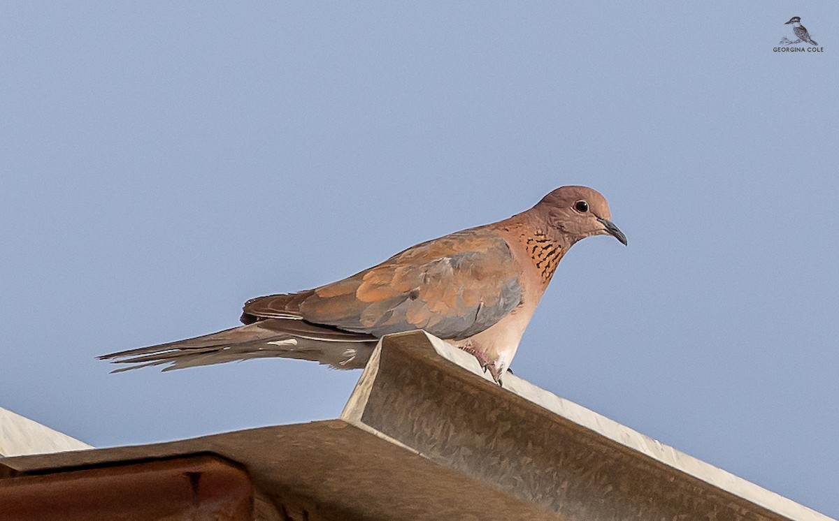 Laughing Dove - ML618969060