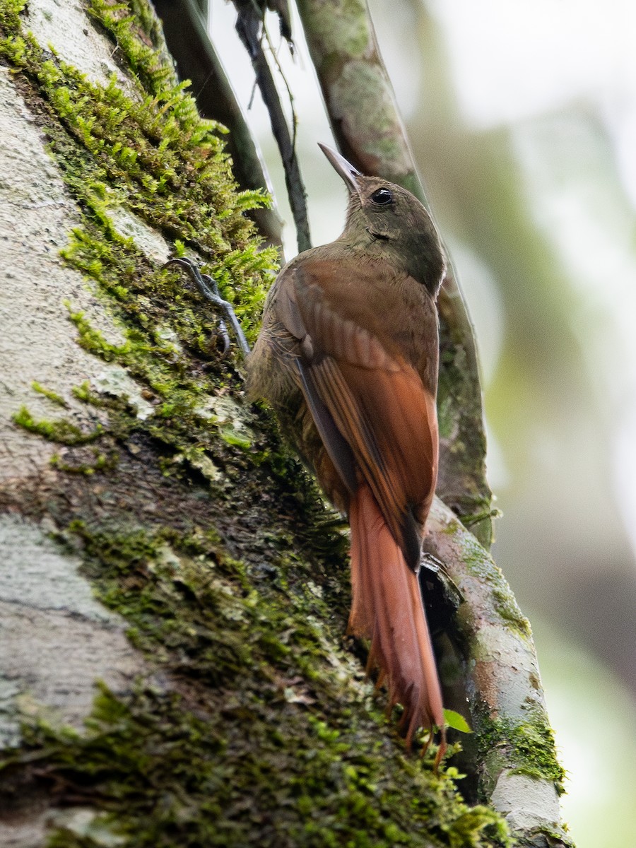 Olivaceous Woodcreeper - ML618969061