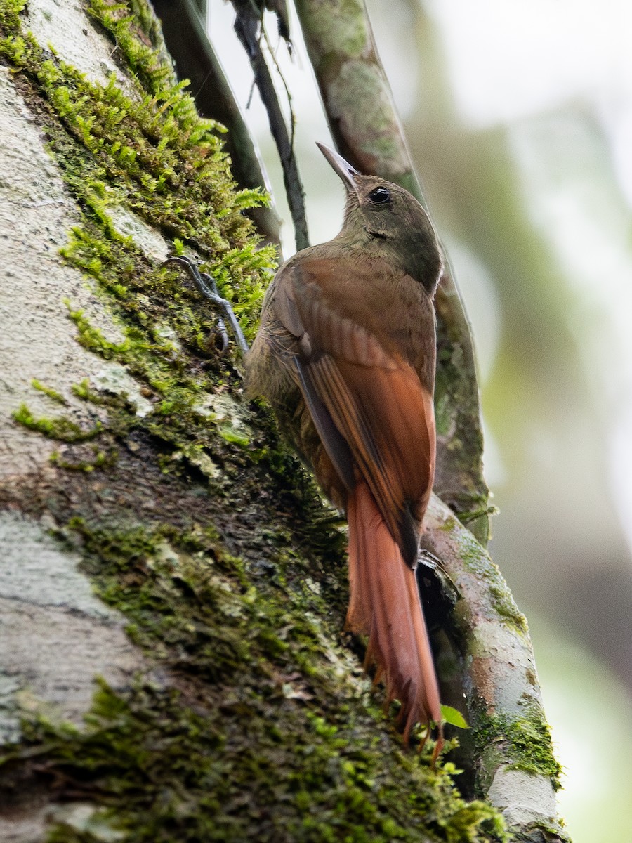 Olivaceous Woodcreeper - Nestor Monsalve (@birds.nestor)