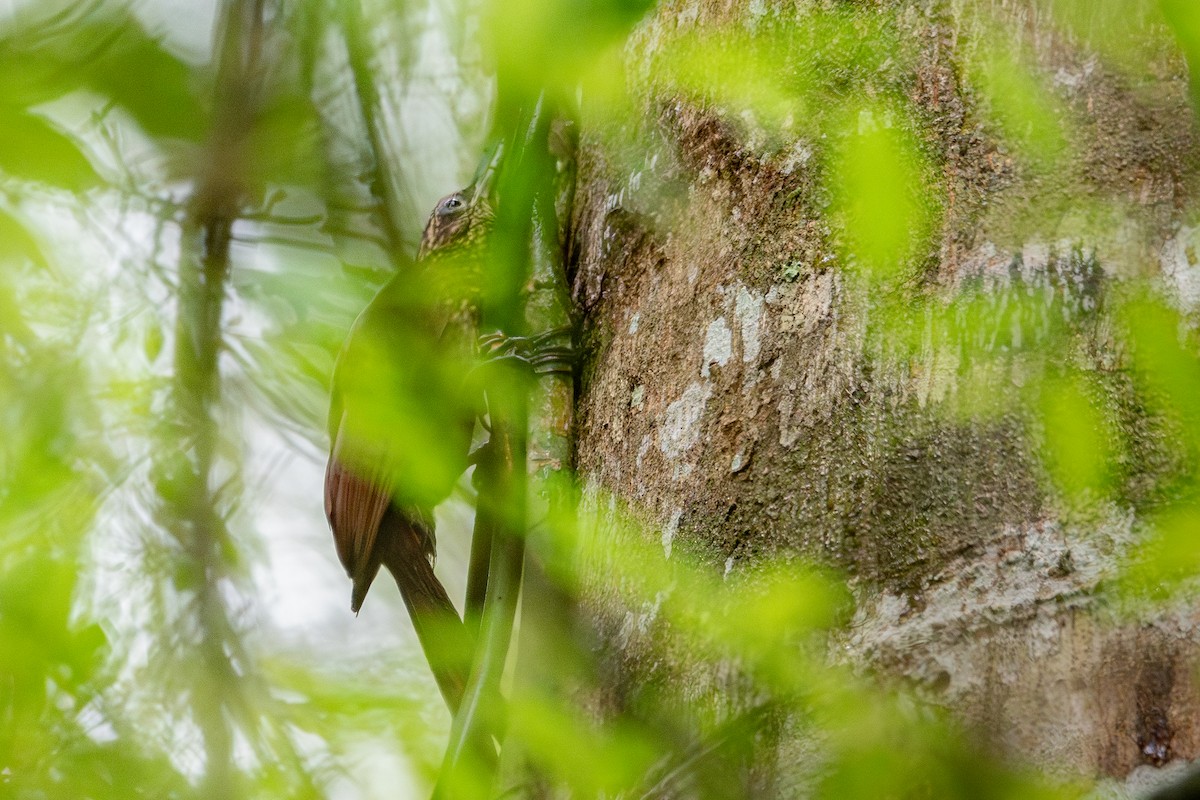 Cocoa Woodcreeper - Nestor Monsalve (@birds.nestor)