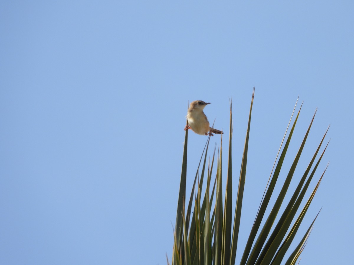 Zitting Cisticola - ML618969072