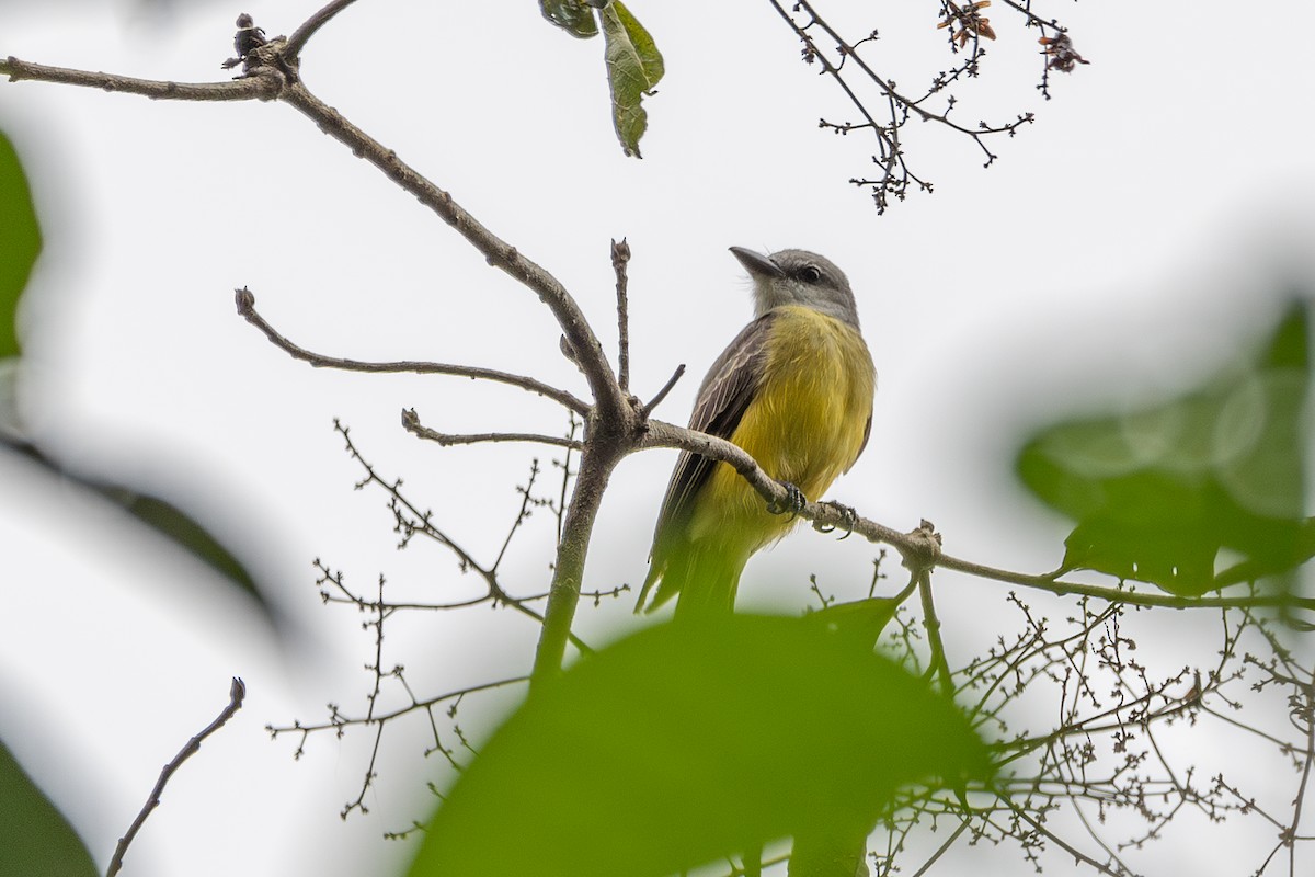 Tropical Kingbird - Nestor Monsalve (@birds.nestor)