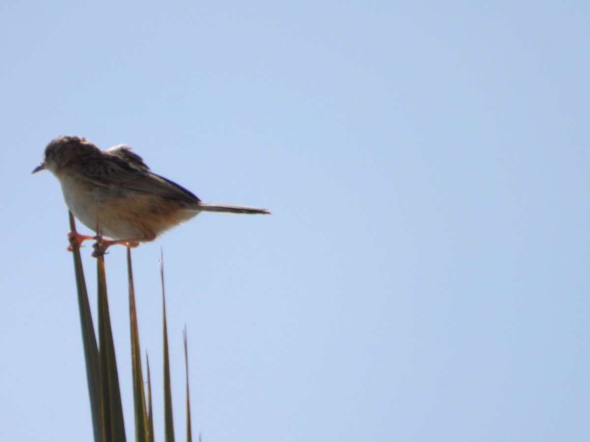 Zitting Cisticola - ML618969080