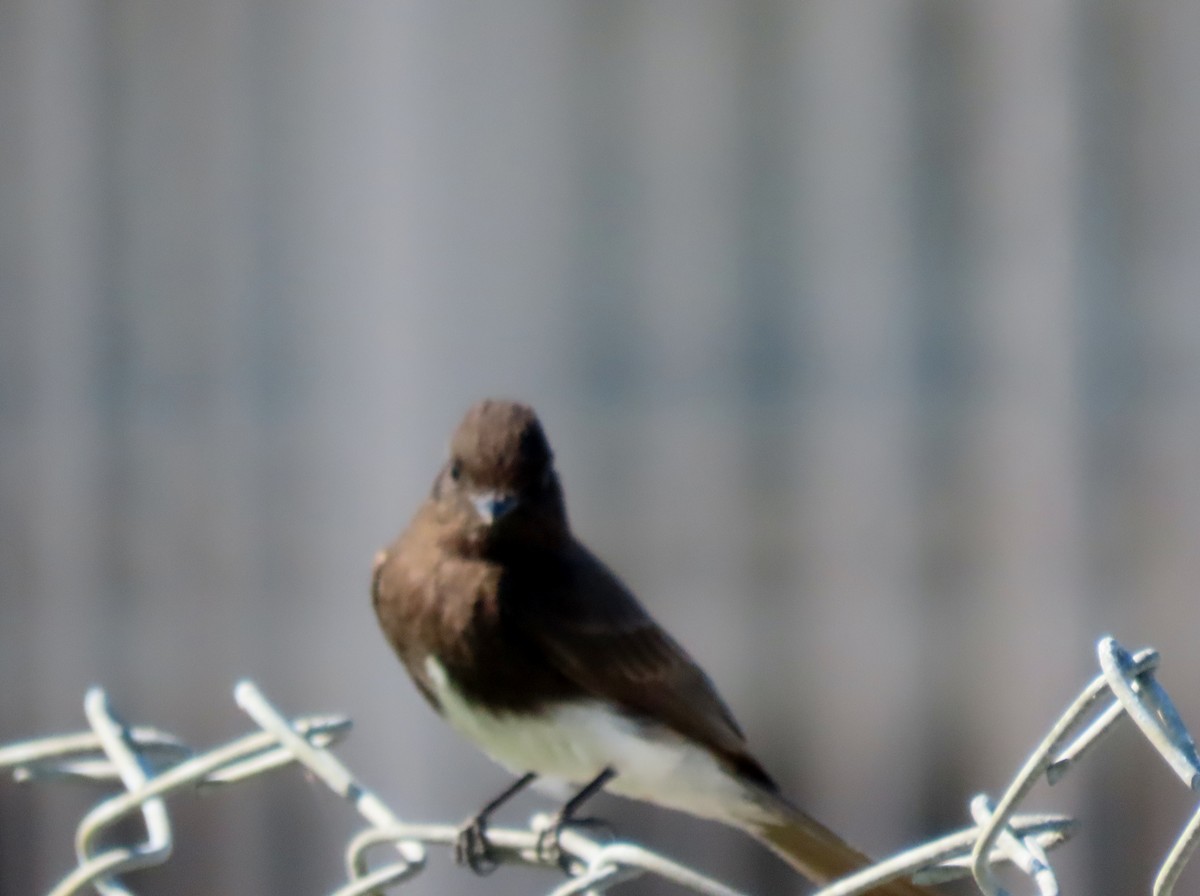 Black Phoebe - Donna Bray