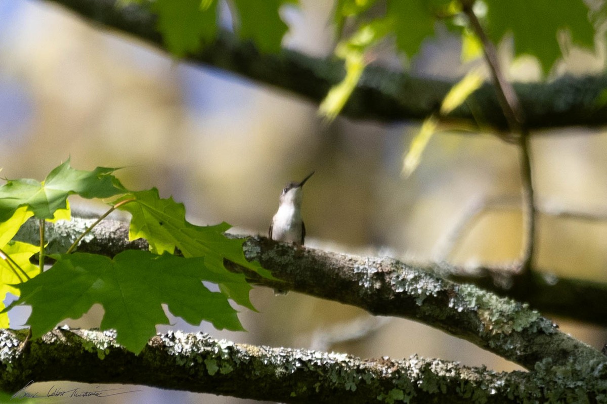 Ruby-throated Hummingbird - Patrick Colbert Muetterties