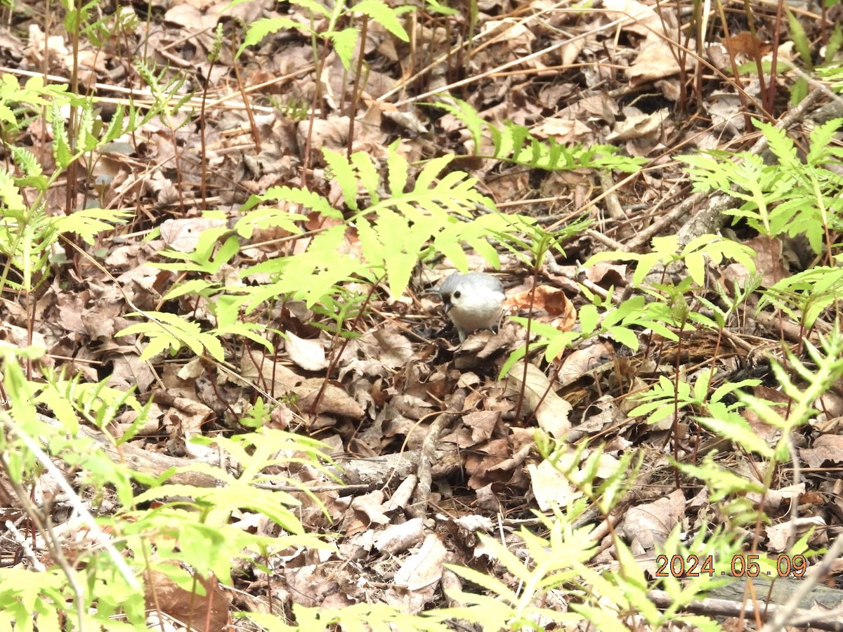 Tufted Titmouse - Lyne Pelletier