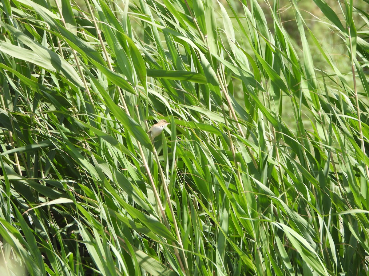 Common Reed Warbler - ML618969115