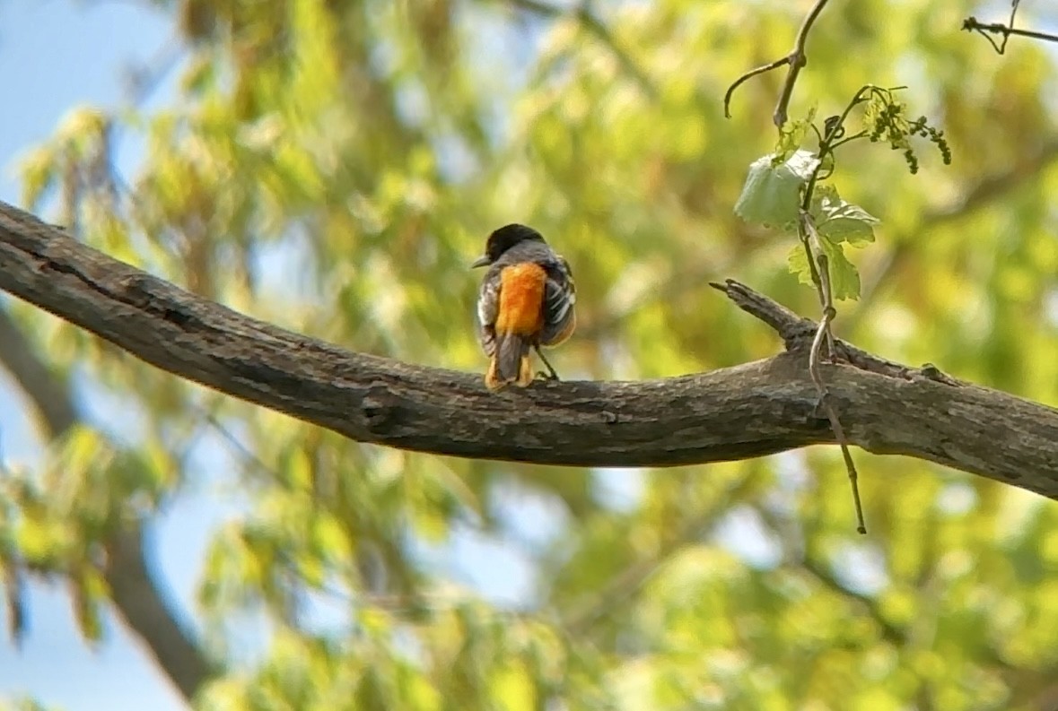 Baltimore Oriole - Jeff Kenney