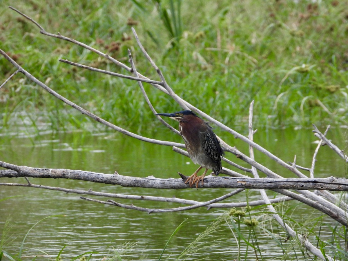 Green Heron - ML618969140