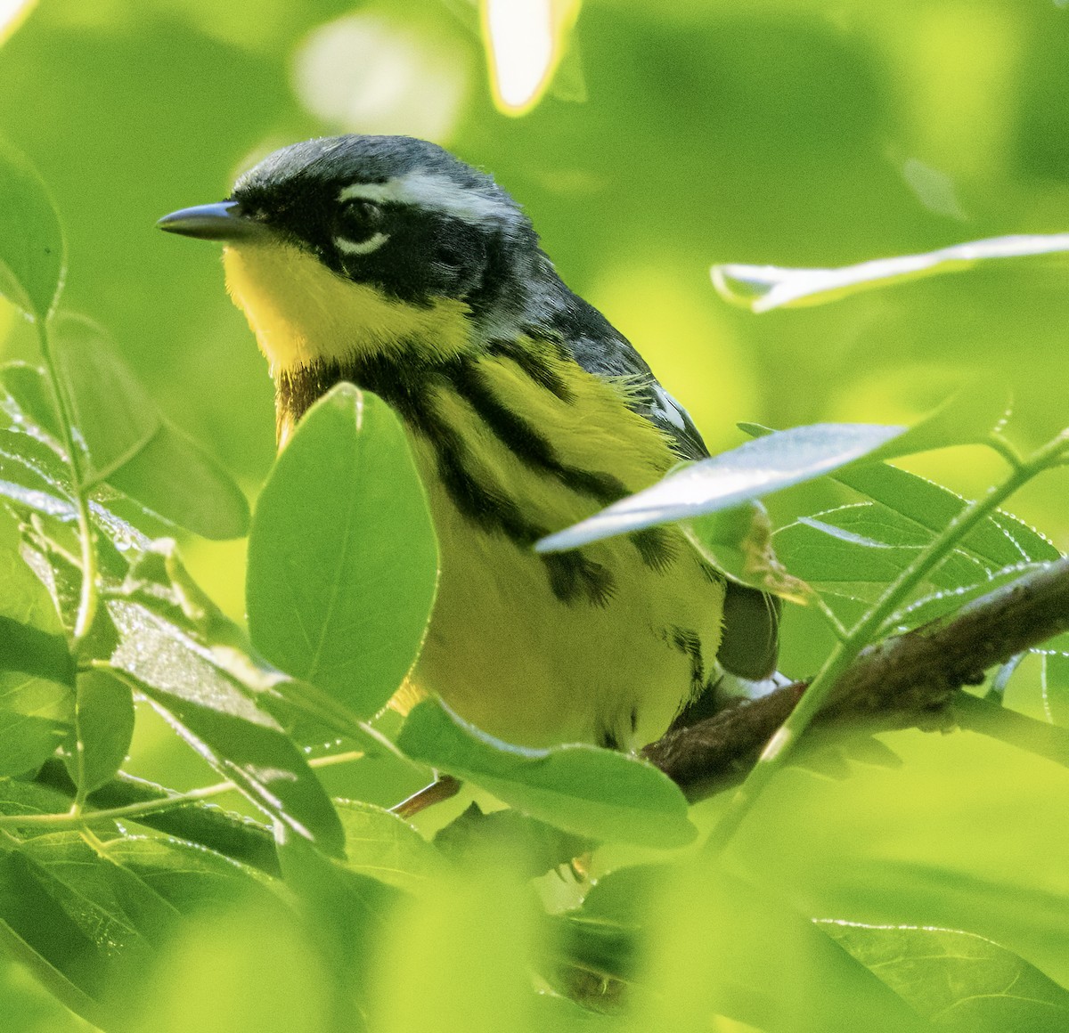 Magnolia Warbler - ML618969143