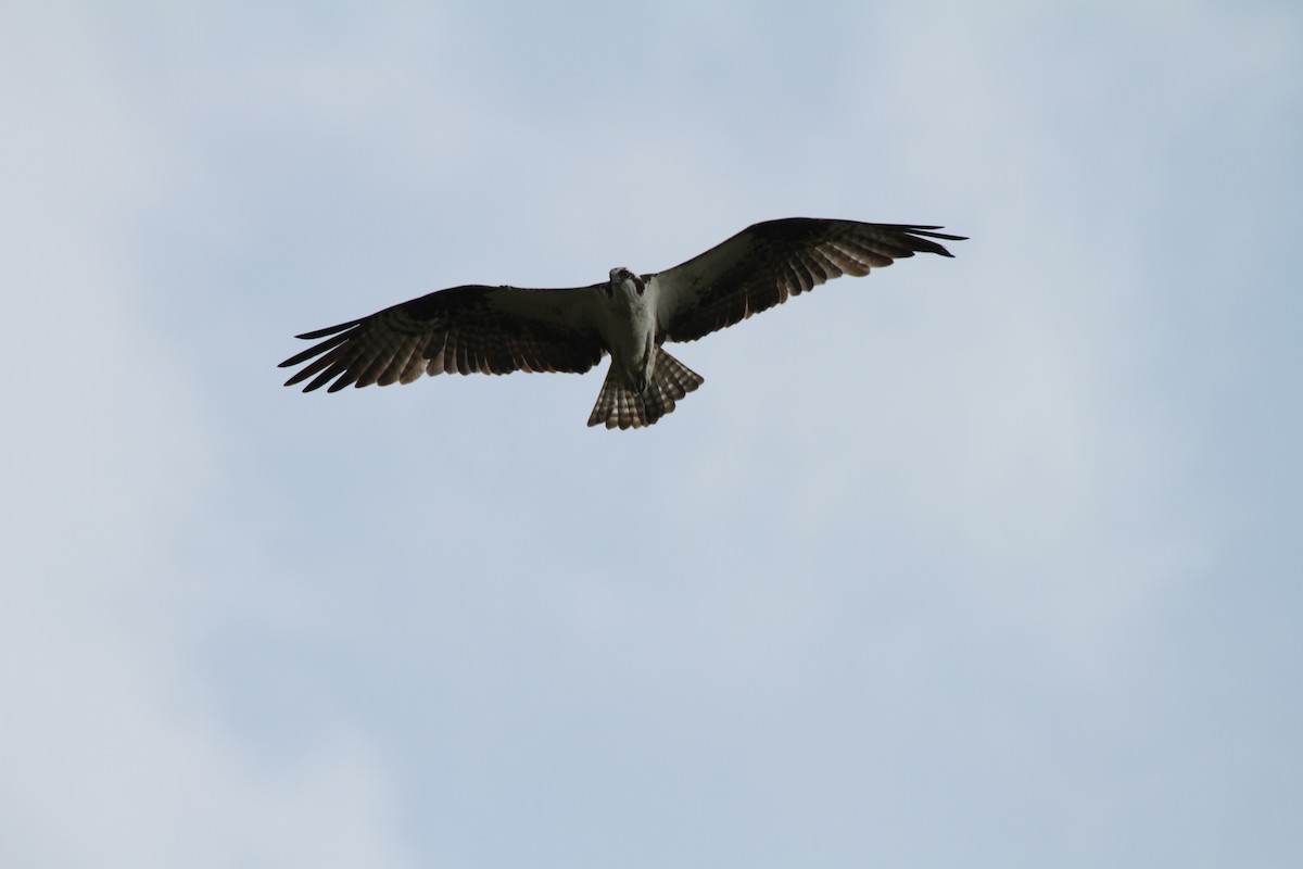 Águila Pescadora - ML618969144