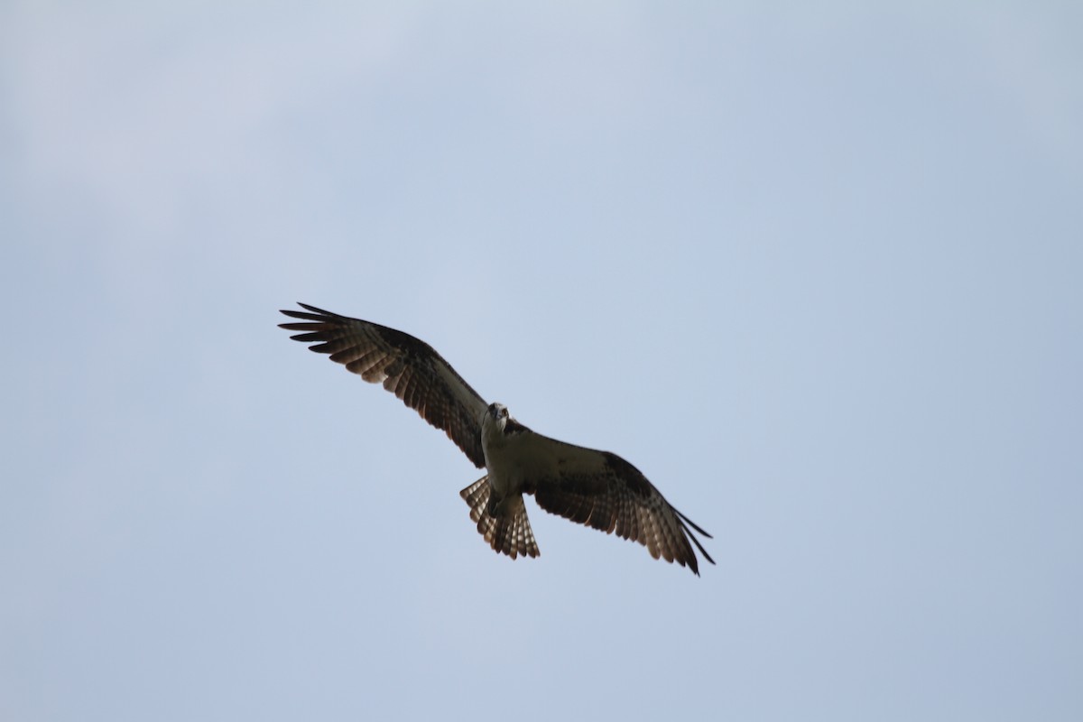 Águila Pescadora - ML618969150