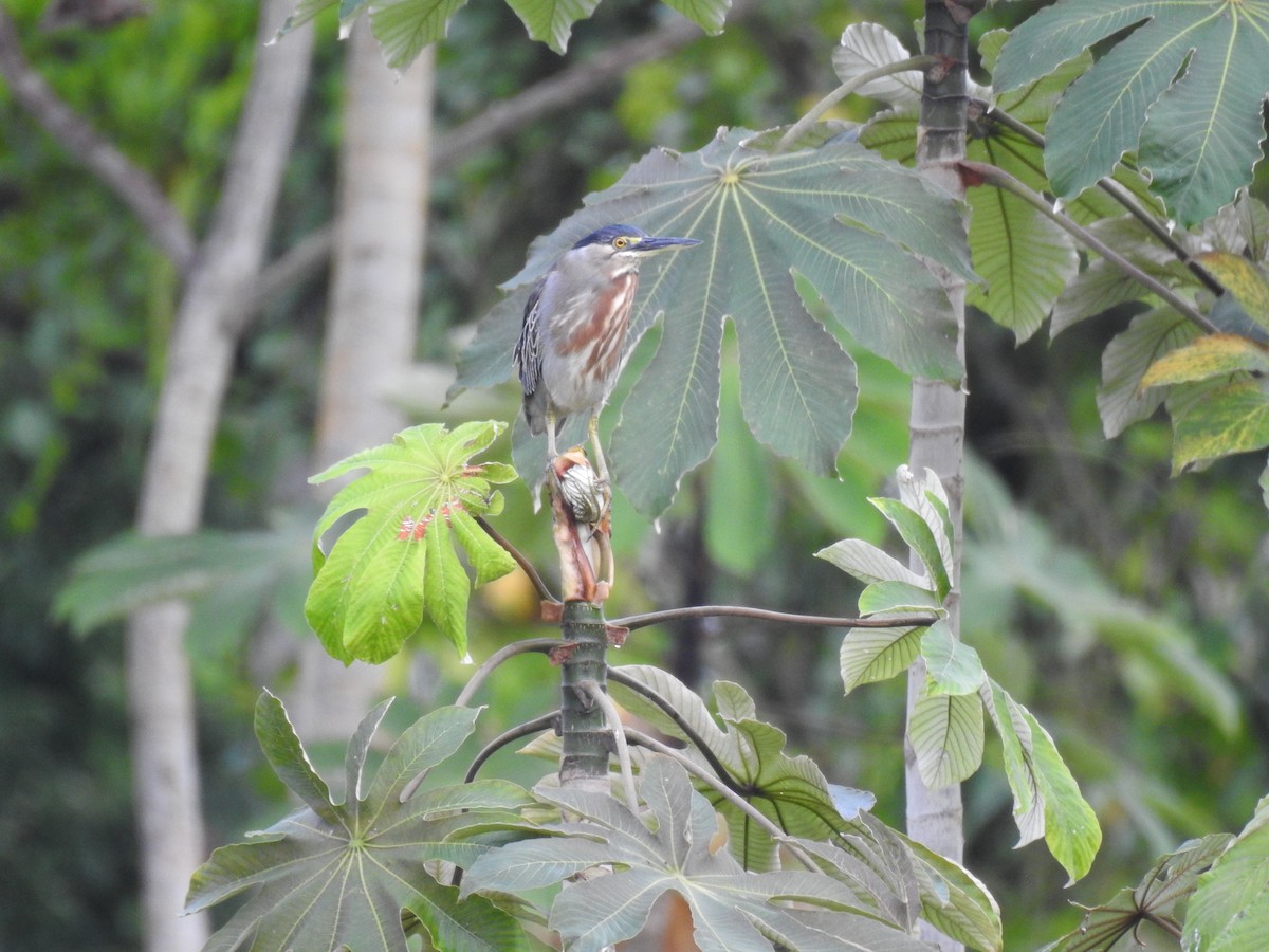 Striated Heron - ML618969154