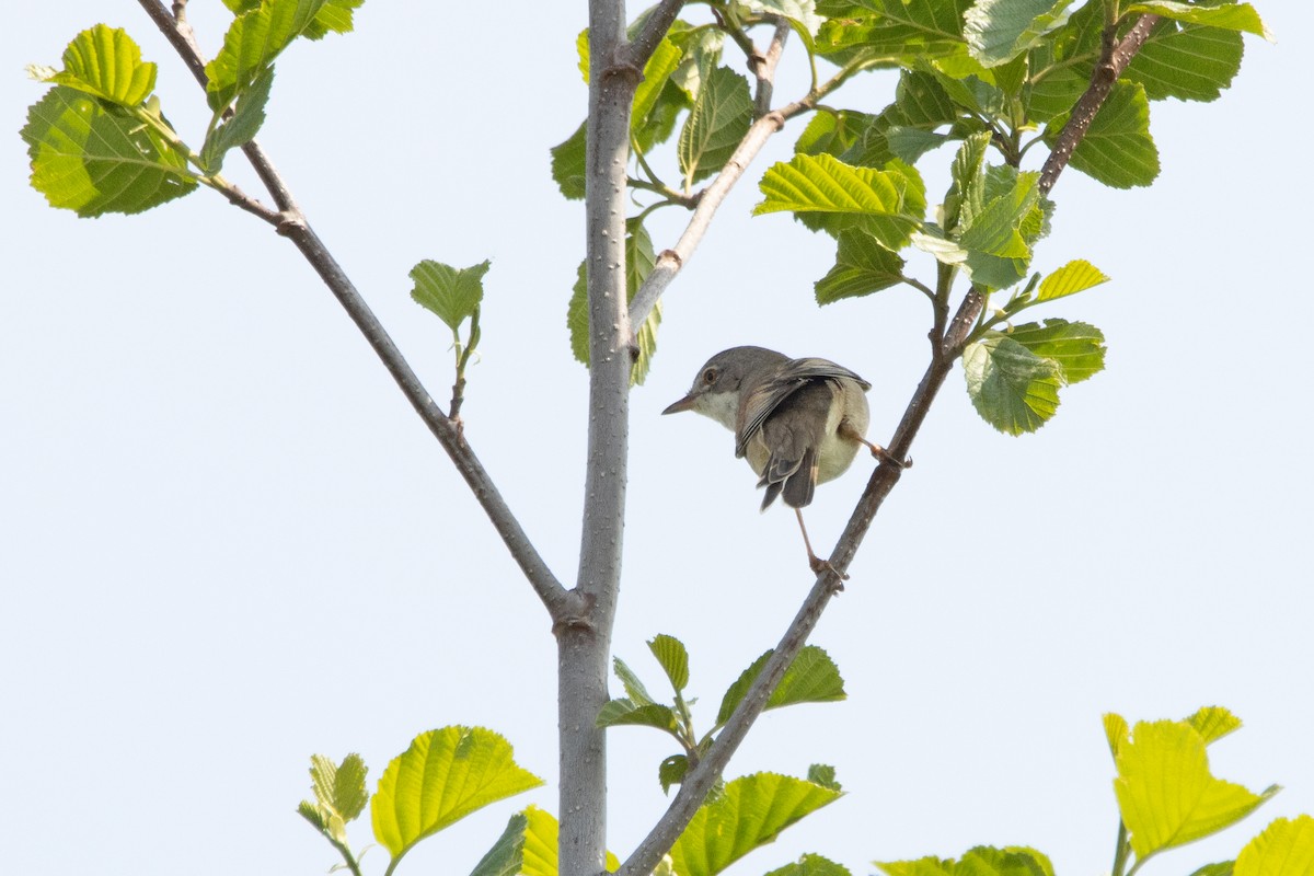 Greater Whitethroat - Letty Roedolf Groenenboom