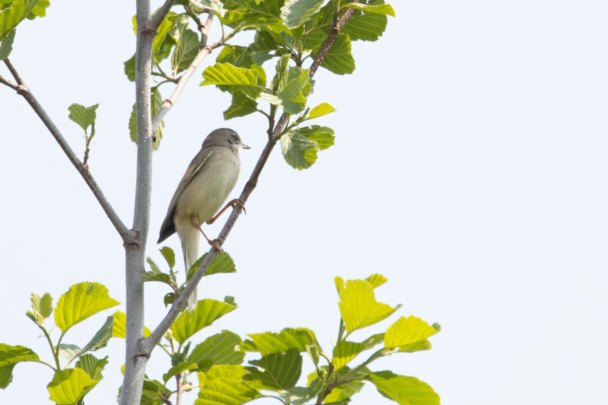 Greater Whitethroat - Letty Roedolf Groenenboom