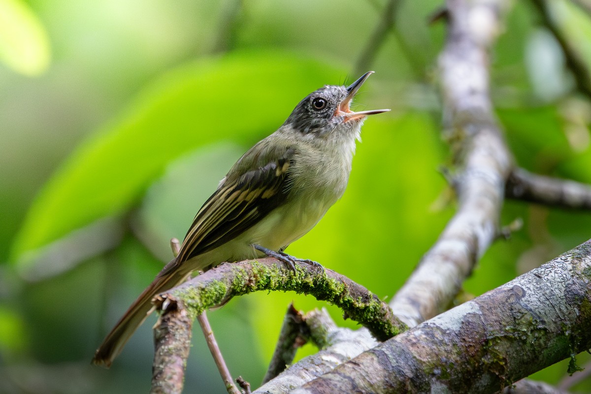 Slaty-capped Flycatcher - Nestor Monsalve (@birds.nestor)