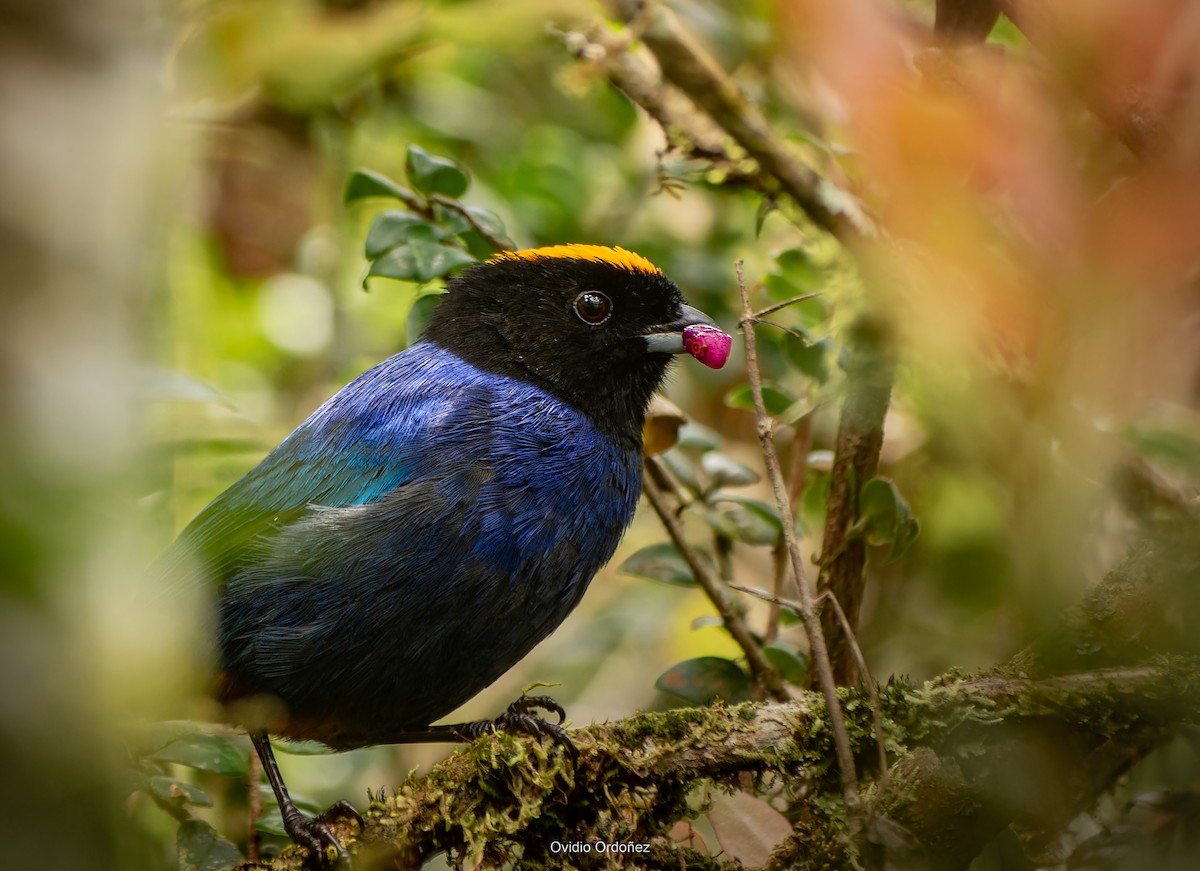 Golden-crowned Tanager - ML618969184