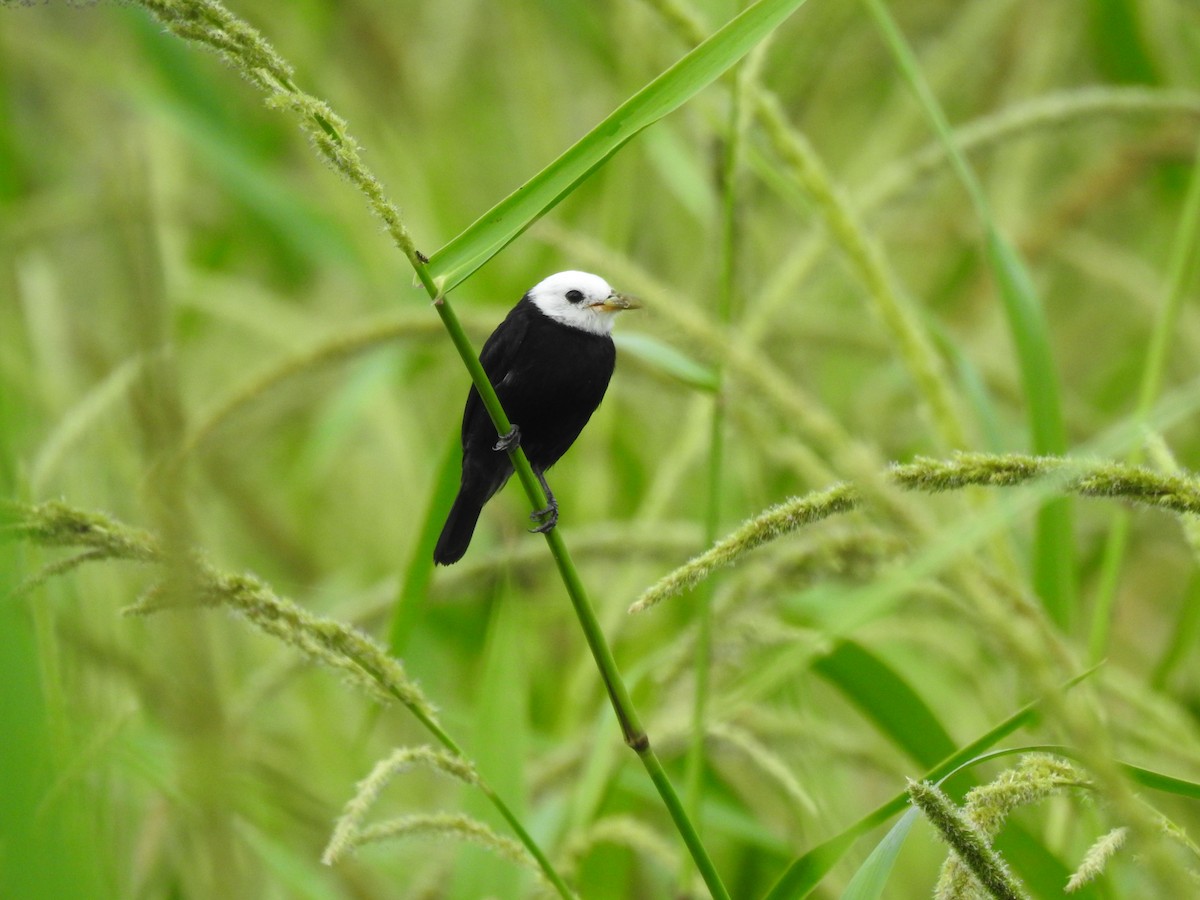 White-headed Marsh Tyrant - Martín Ríos Deaza