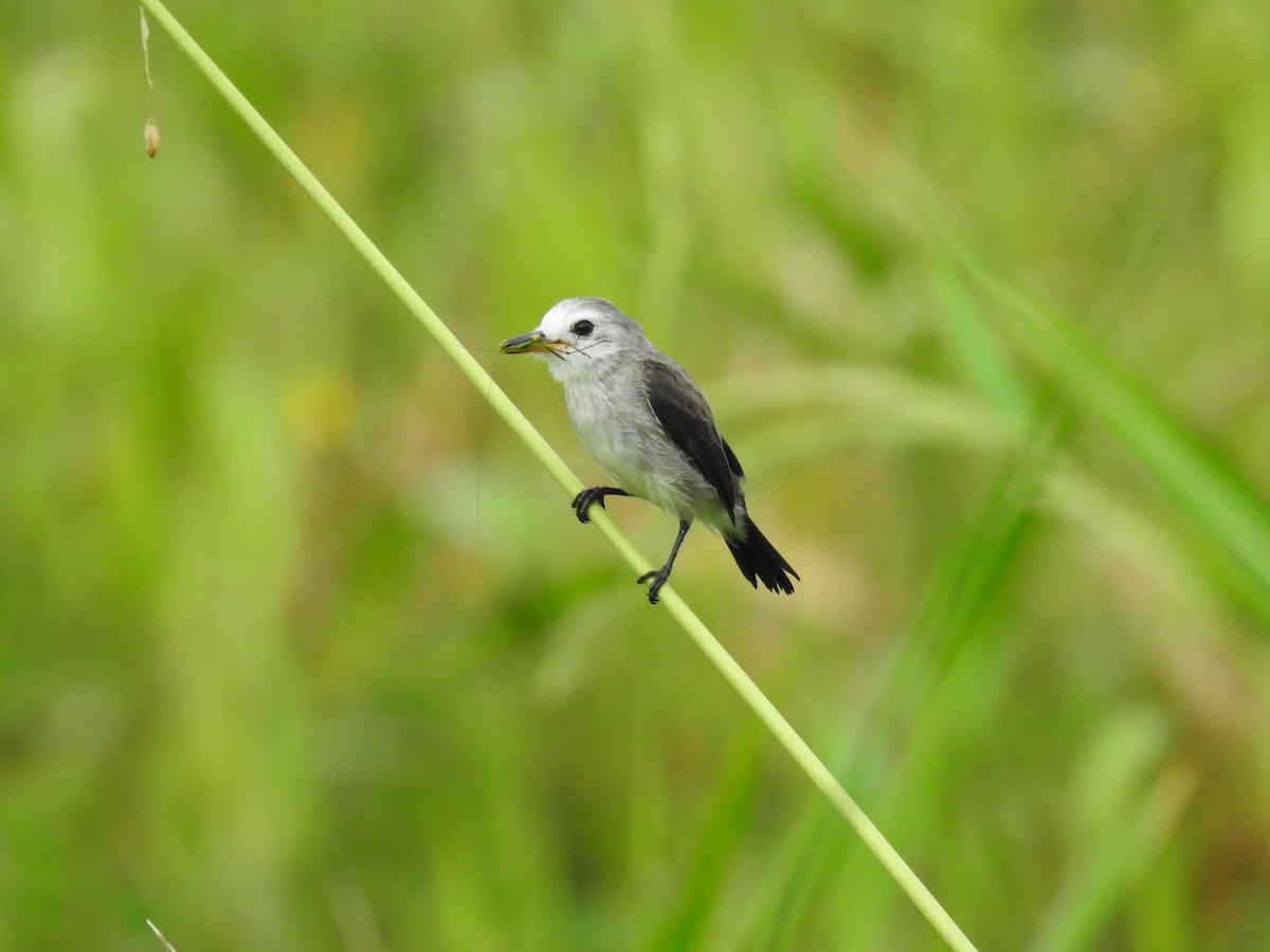 White-headed Marsh Tyrant - ML618969204