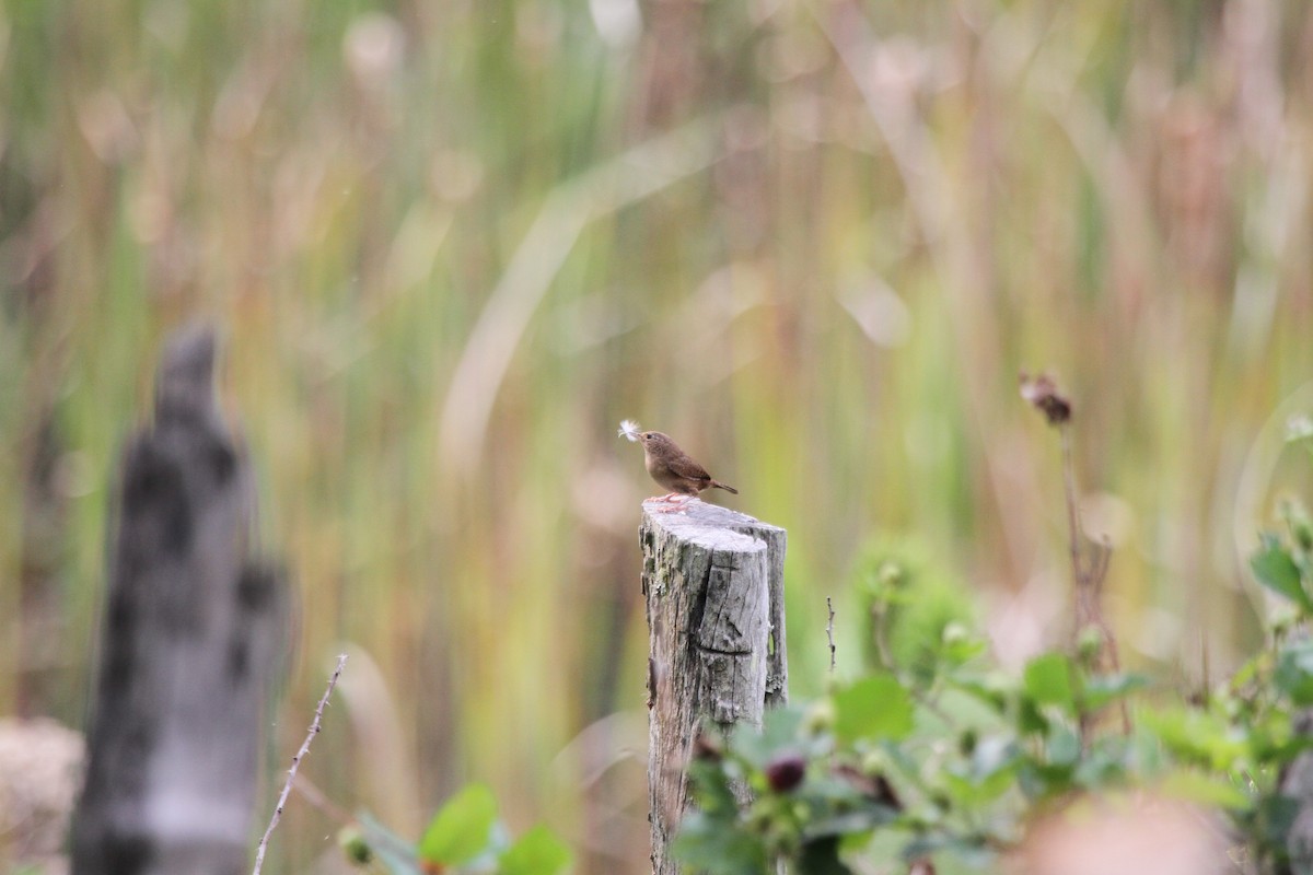 House Wren - ML618969205