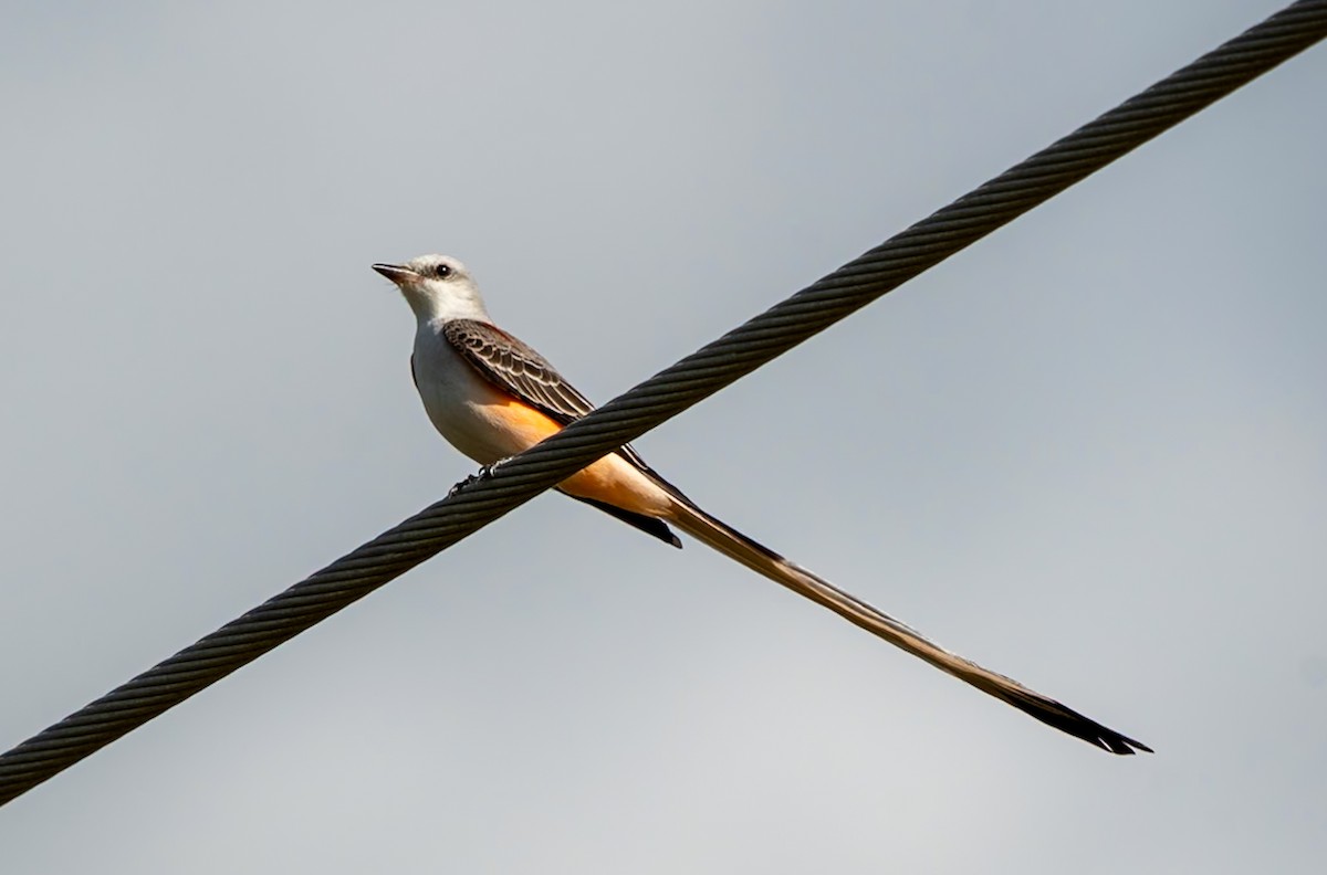 Scissor-tailed Flycatcher - Marcus Müller