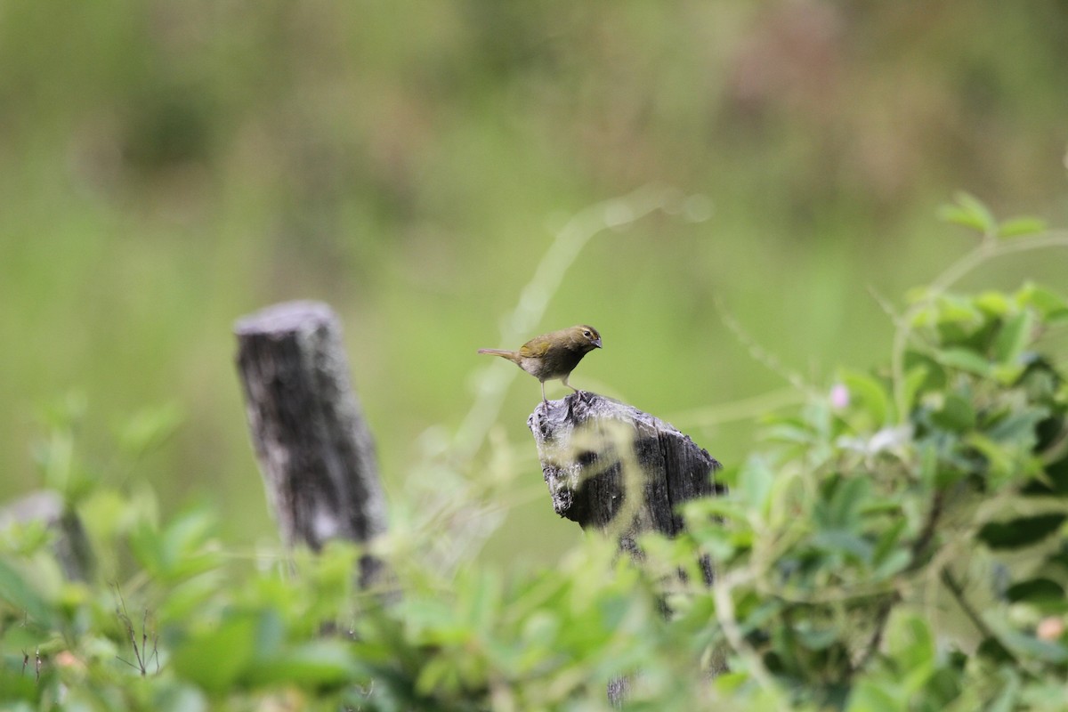 Yellow-faced Grassquit - David Medina