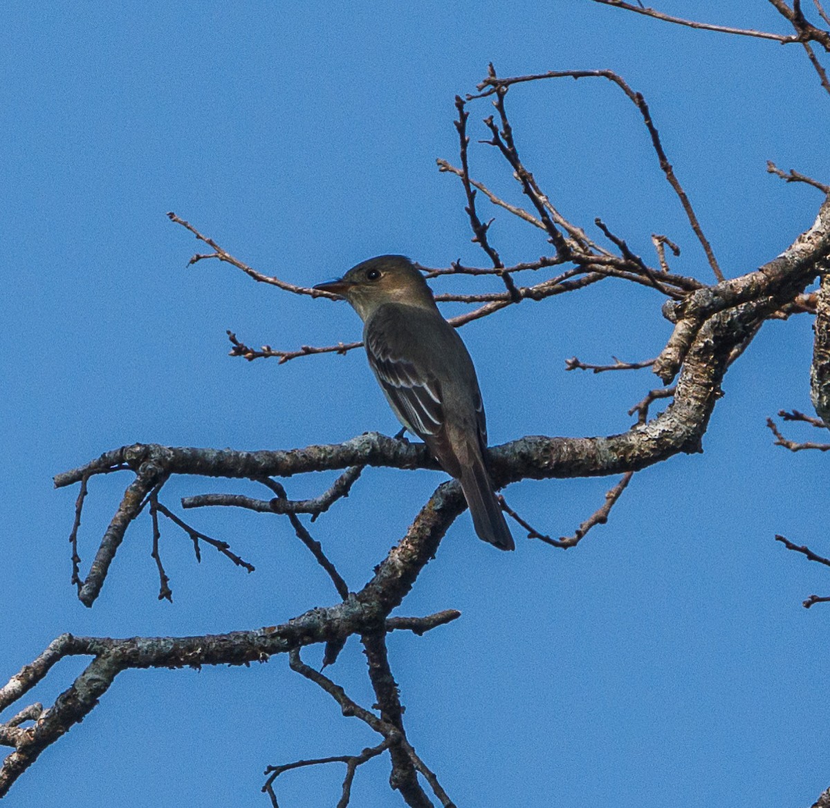 Western Wood-Pewee - Ricky Perez Leon