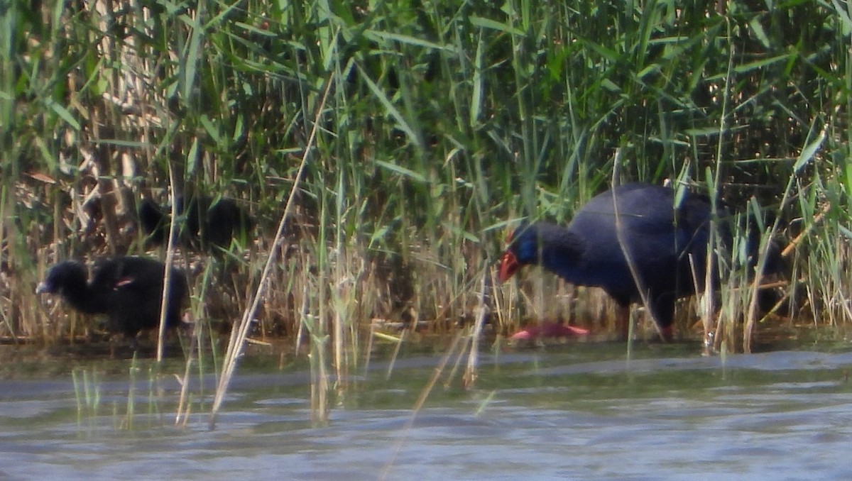 Western Swamphen - ML618969252