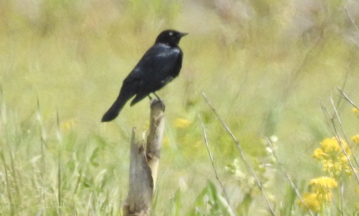 Brewer's Blackbird - ML618969257