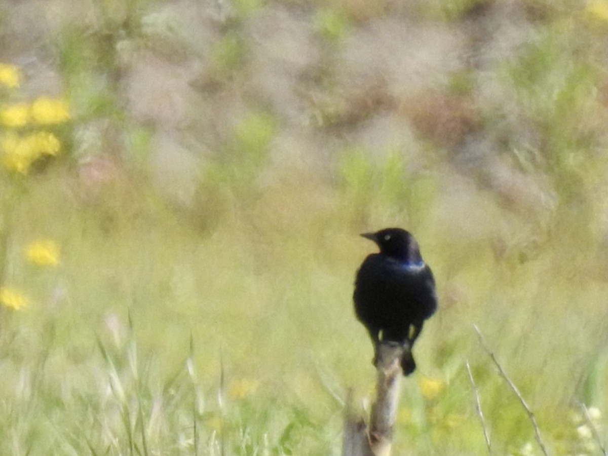 Brewer's Blackbird - ML618969259