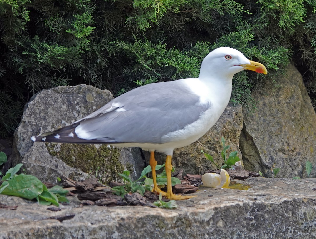 Yellow-legged Gull - Diane Drobka