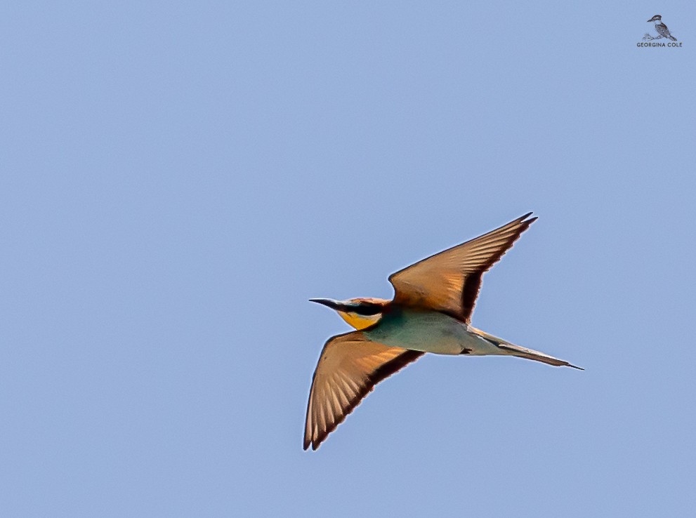 European Bee-eater - ML618969285