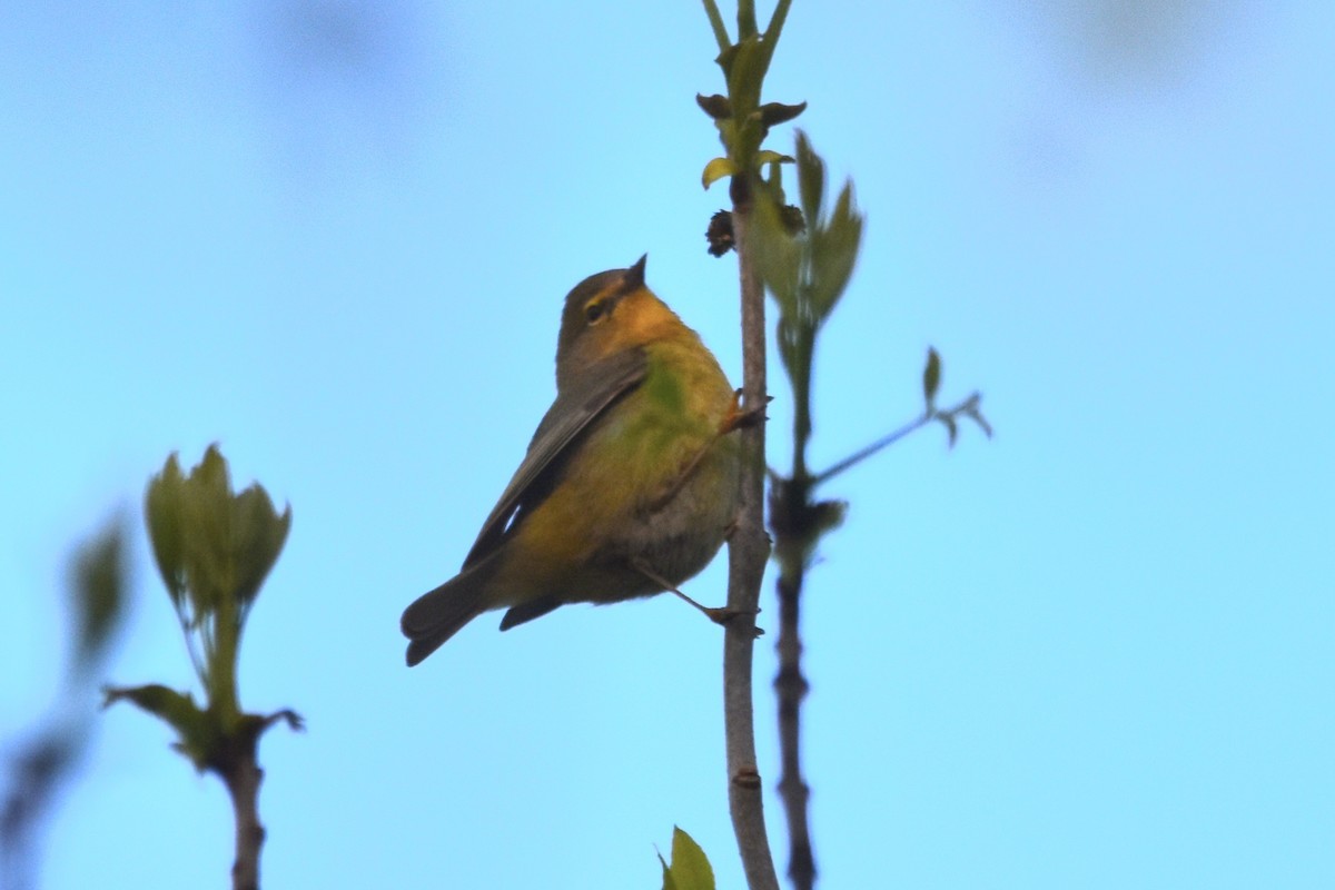 Orange-crowned Warbler - Lee Adam