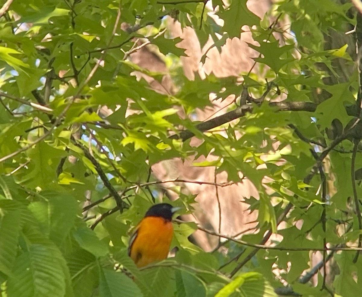 Baltimore Oriole - Patty & Kevin 👀👂🏻🦆 McKelvey