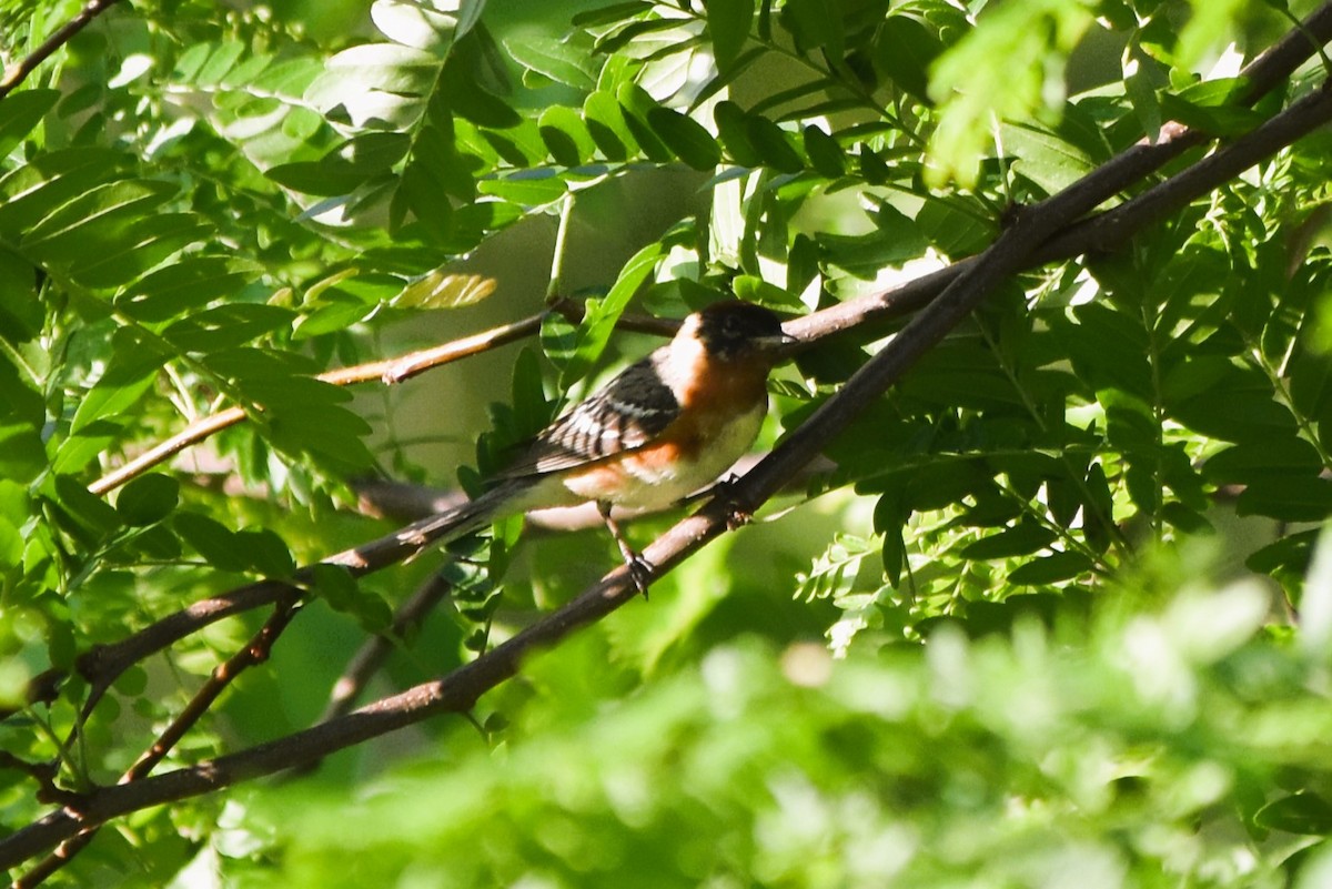 Bay-breasted Warbler - Mark Greene