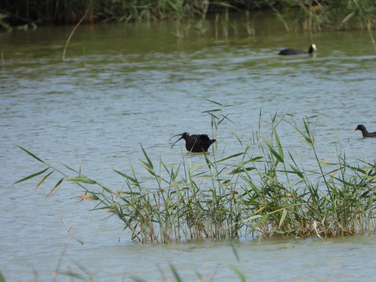 Glossy Ibis - ML618969322