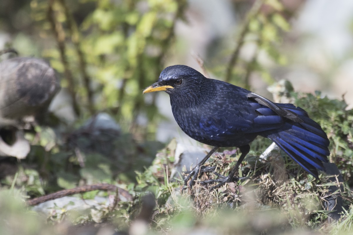 Blue Whistling-Thrush - SOVON PARBAT