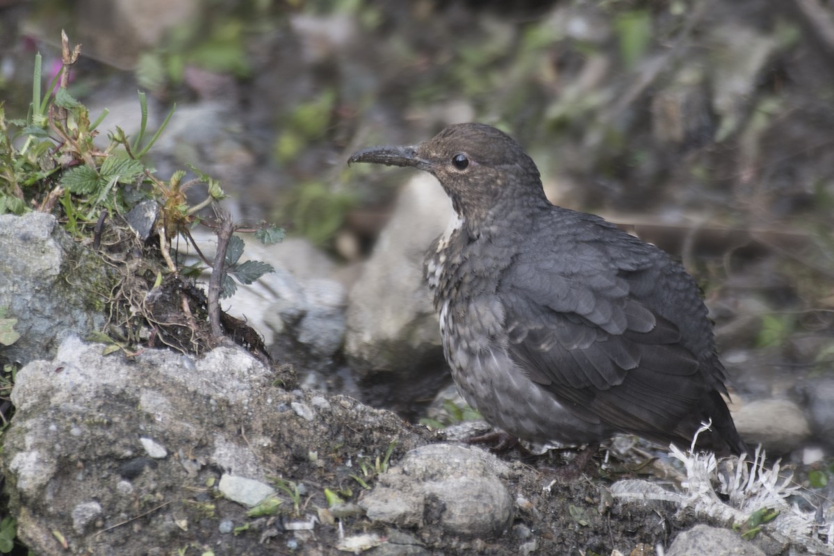 Long-billed Thrush - ML618969342