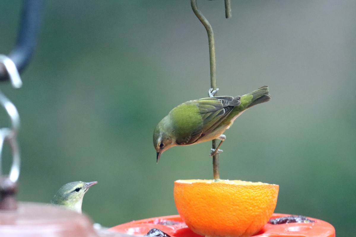 Tennessee Warbler - Larry Van Buren