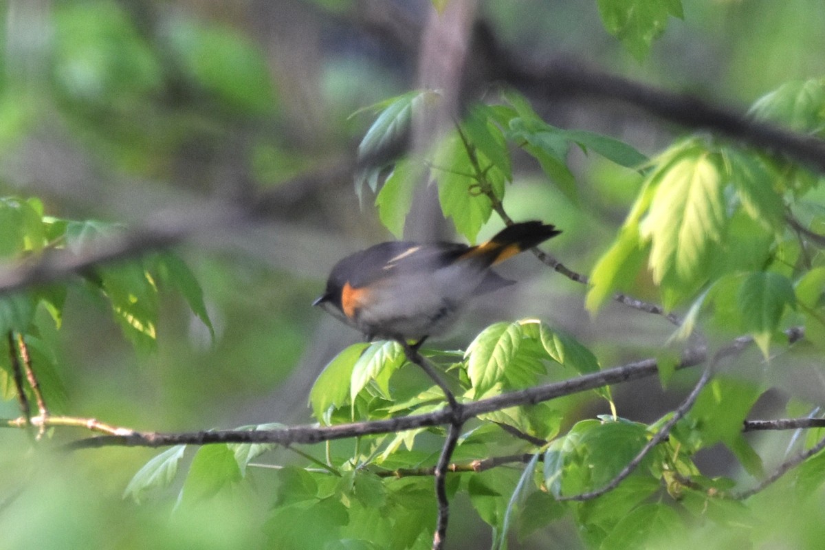 American Redstart - Lee Adam