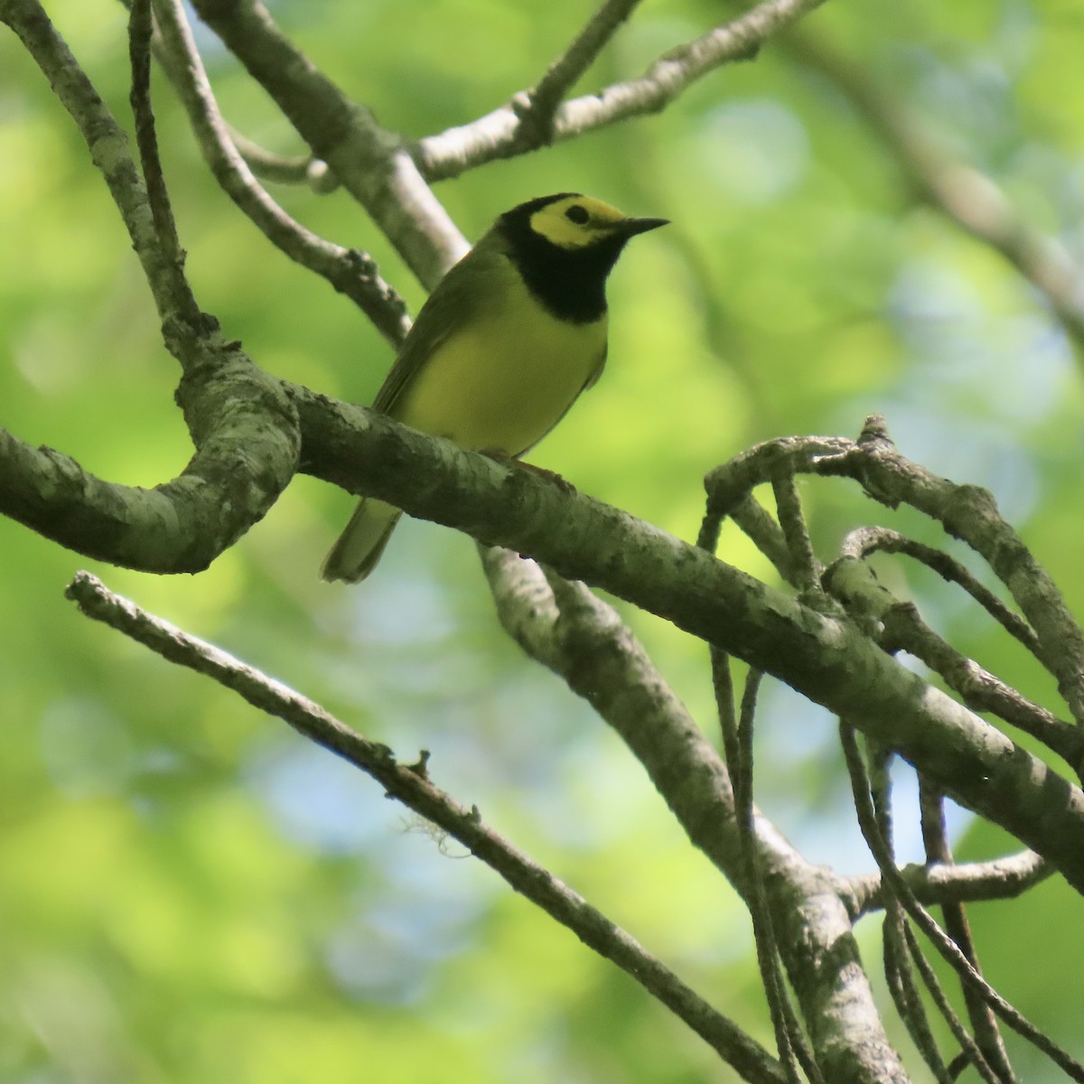 Hooded Warbler - ML618969372