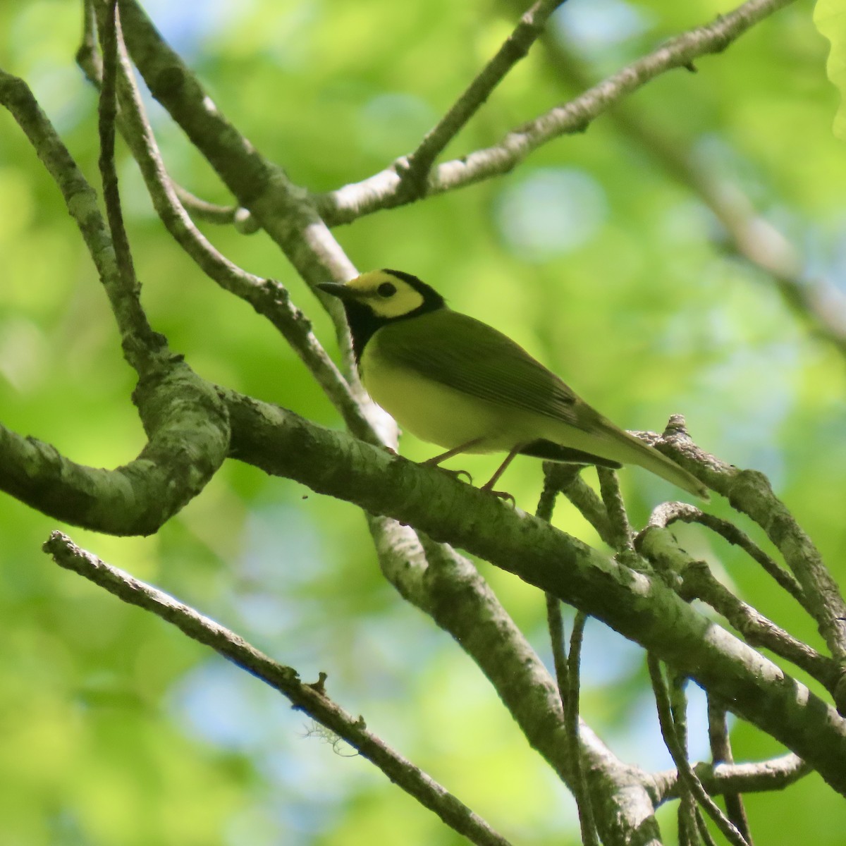 Hooded Warbler - ML618969373