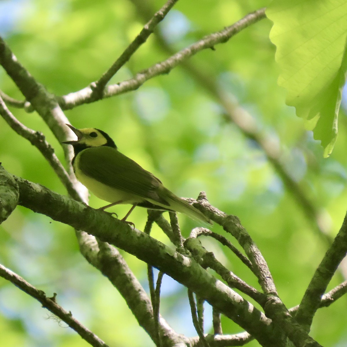 Hooded Warbler - ML618969374