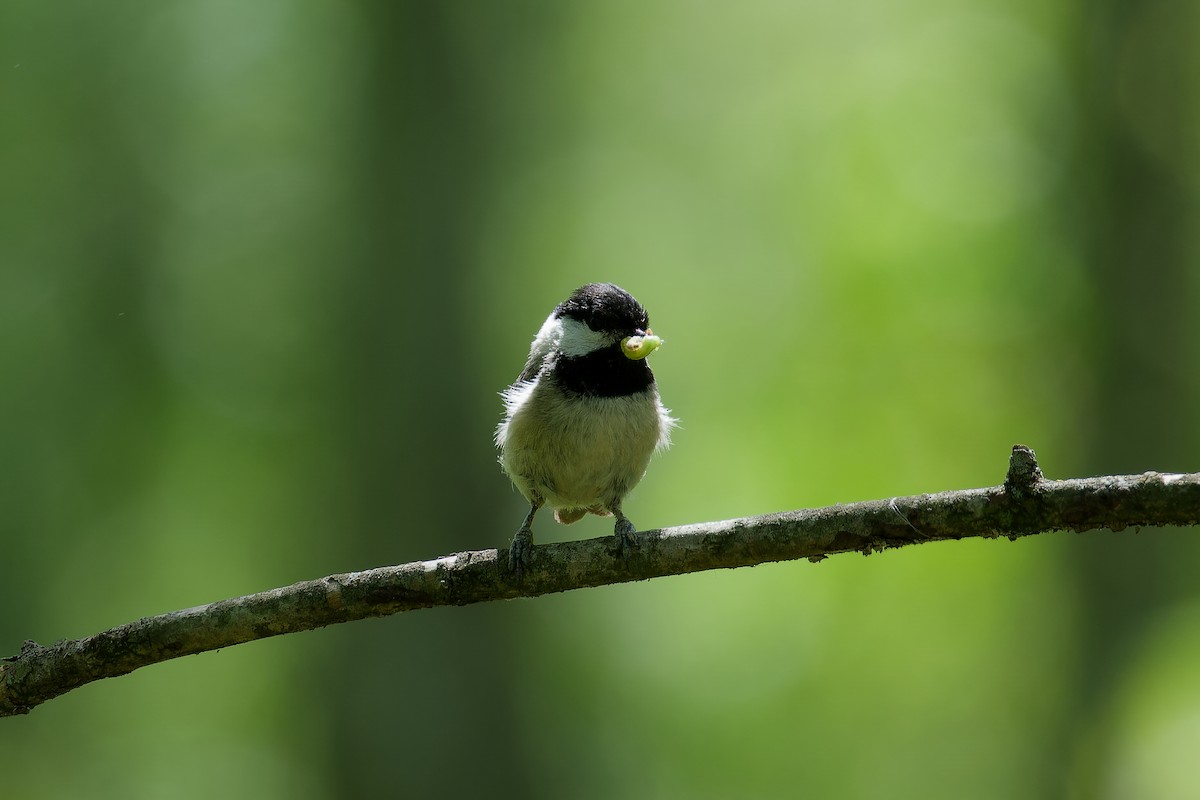 Mésange de Caroline - ML618969378