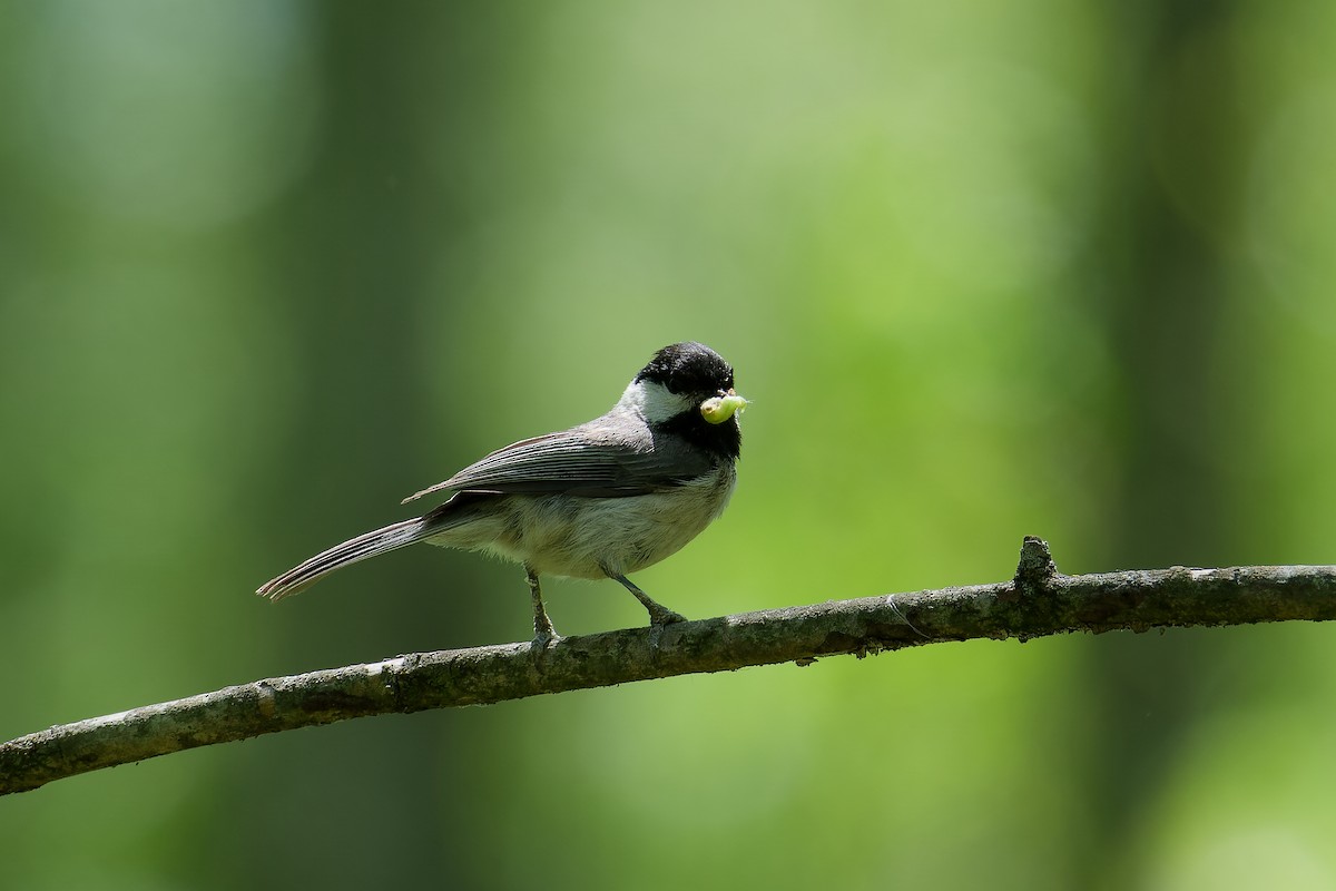 Mésange de Caroline - ML618969379