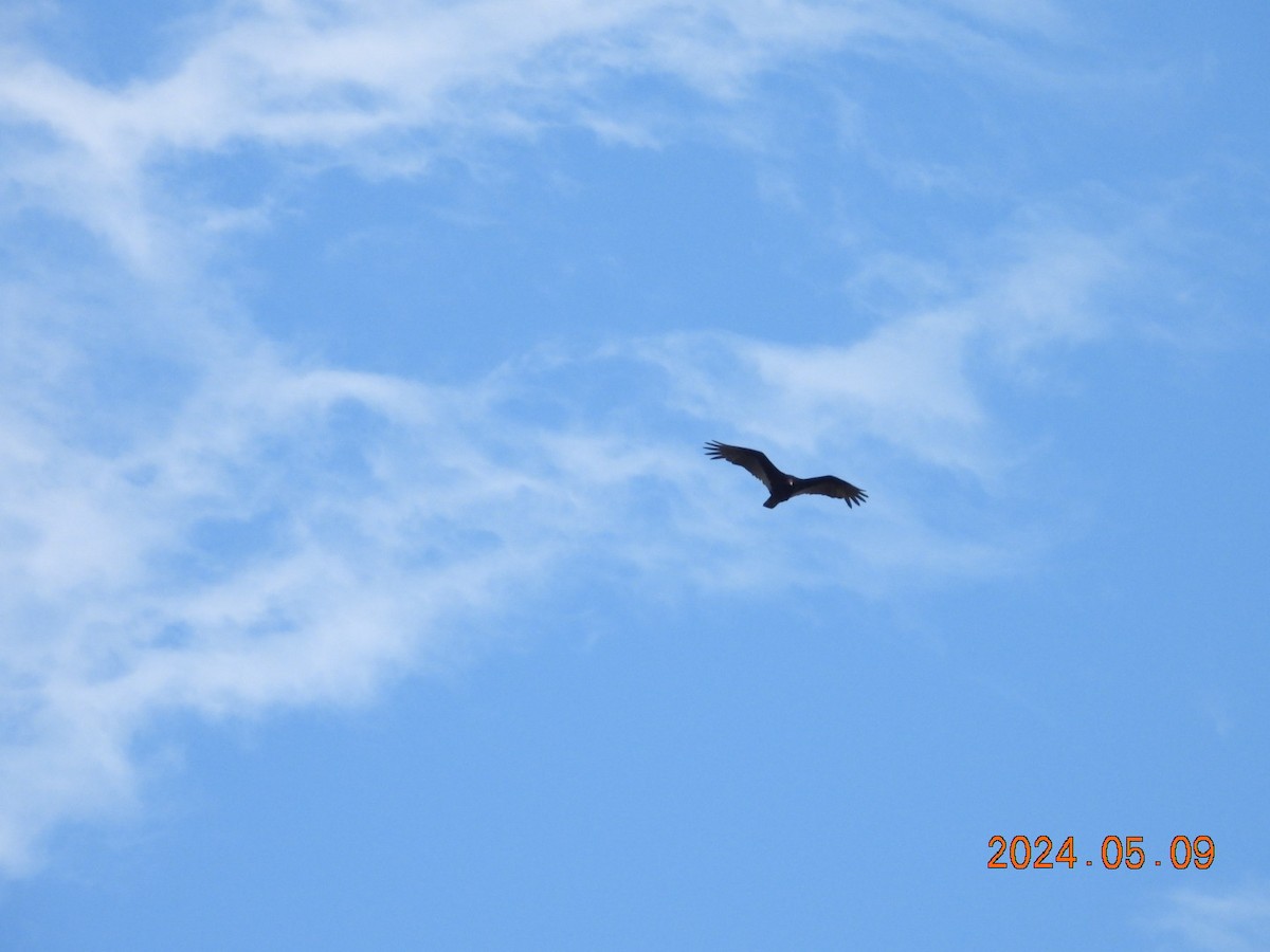 Turkey Vulture - Lyne Pelletier