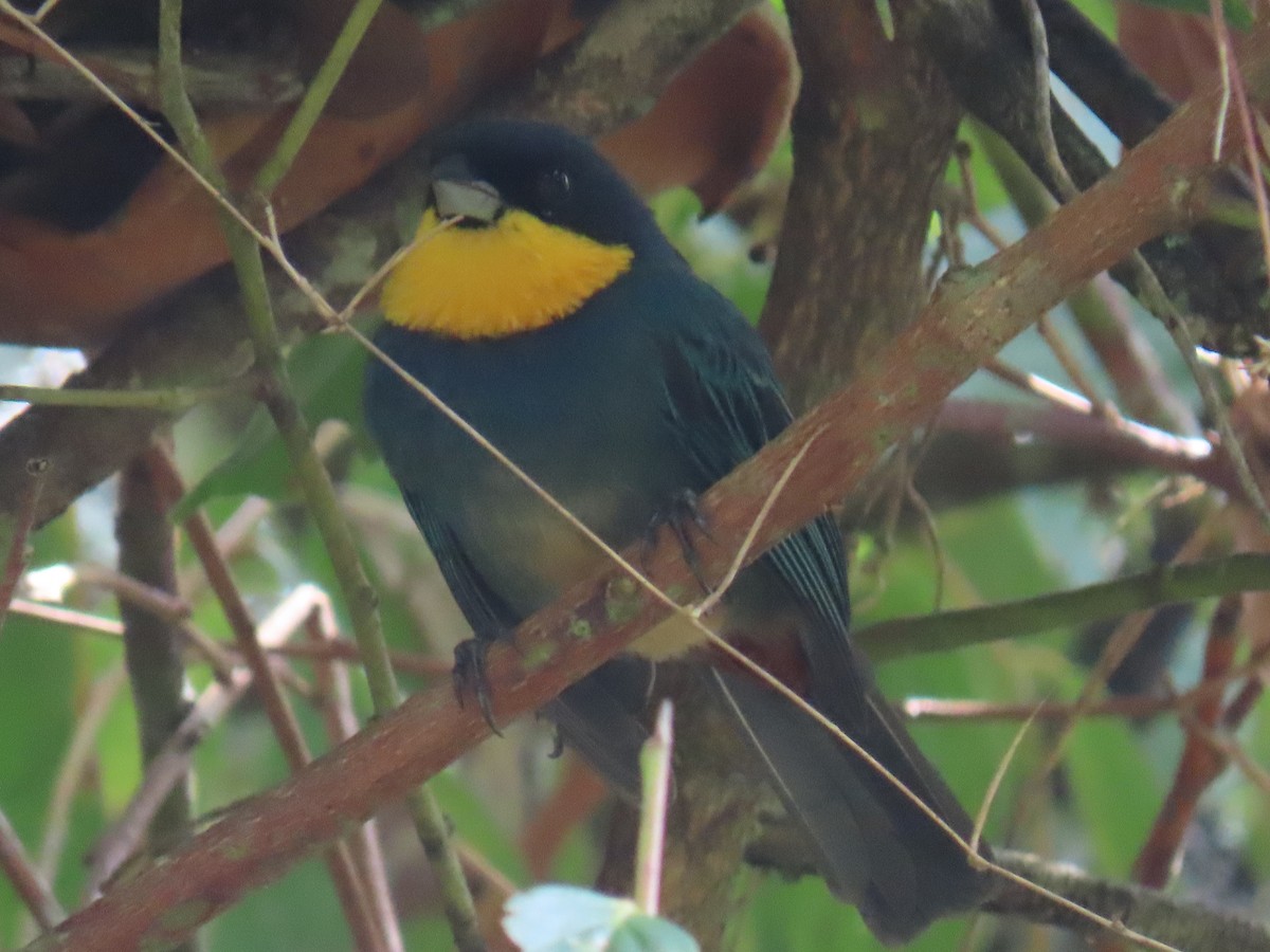 Blue-winged Mountain Tanager - Sandra Lema