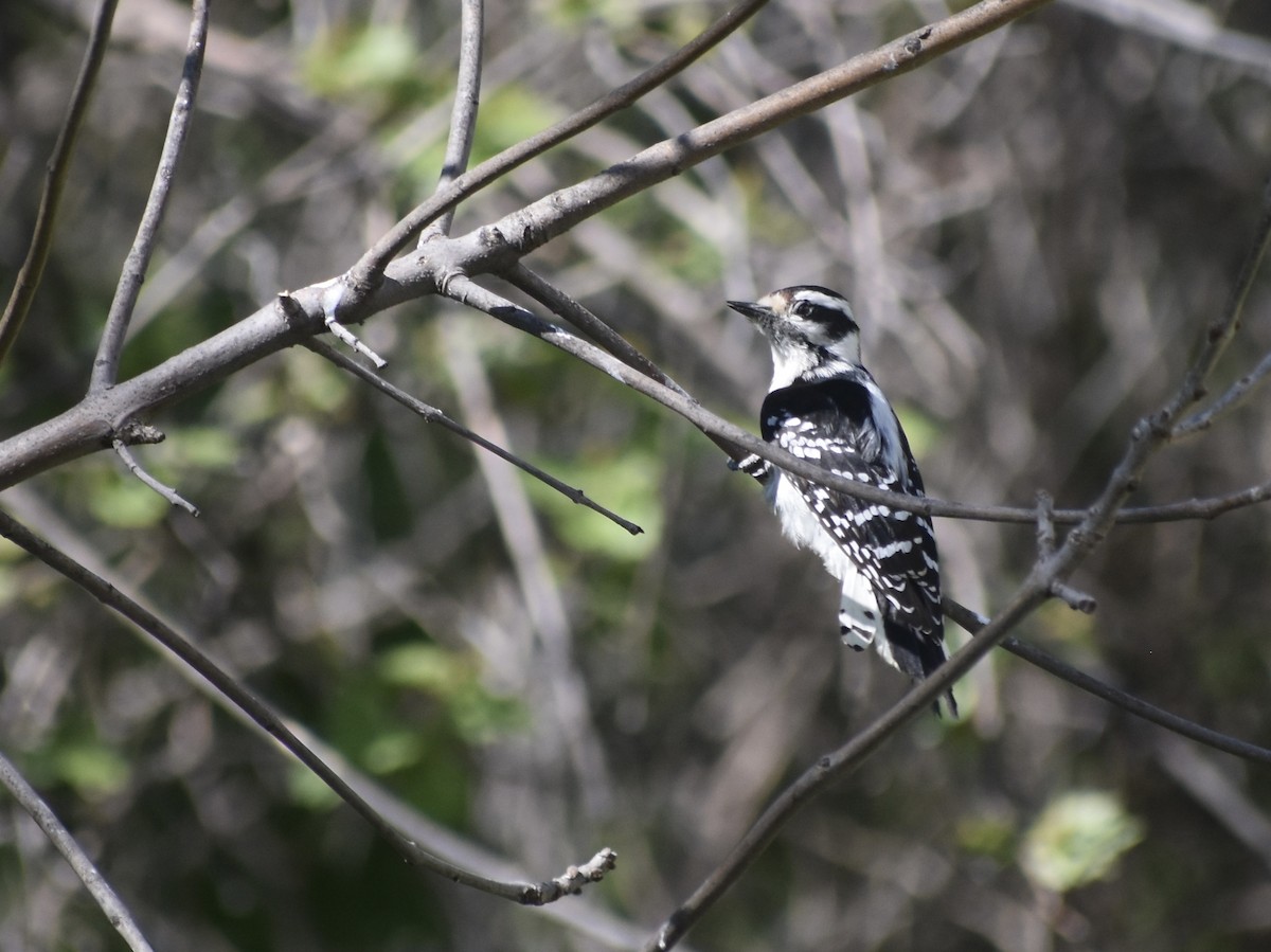 Downy Woodpecker - ML618969393