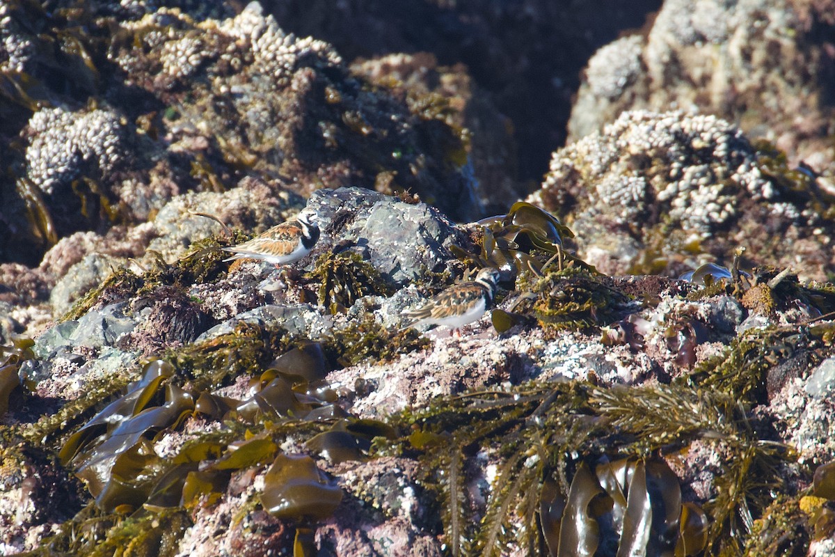 Ruddy Turnstone - Yvan Sarlieve