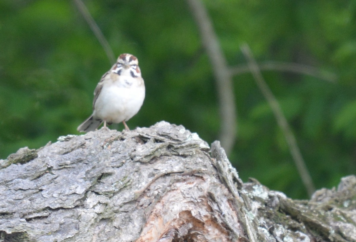 Lark Sparrow - Jay Wherley